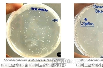 유전자변형 없는(Non-GMO) 미생물로저당 감미료 ‘알룰로스’ 생산 기반 마련