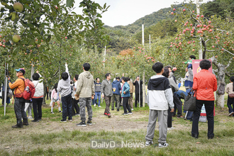 문경사과 달콤한 맛으로 손님 맞는다