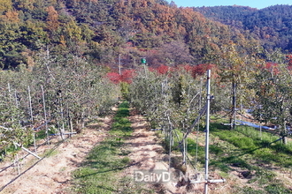 수확 후 사과원, 체계적인 관리로 내년을 준비하자!