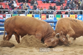 청도군, 재미와 감동 스릴 넘치는 황소들의 불꽃 튀는 명승부!