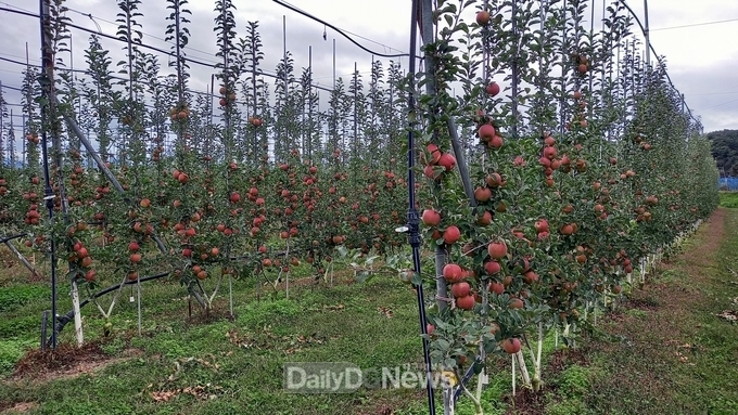 경북도,‘과실전문생산단지 기반조성’ 전국 13개소 중 12개소 선정