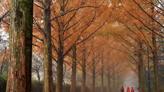경북의 가을 향기에 취해보세요!