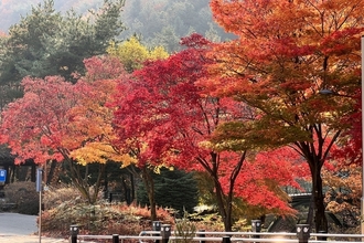 가을빛에 물든 성주봉자연휴양림으로 가족나들이 오세요!