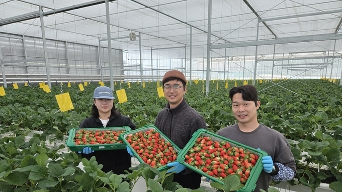 경북 딸기, 글로벌 프리미엄 딸기 시장 선도한다!