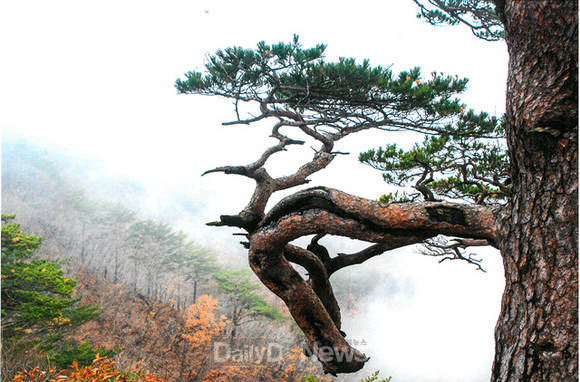 금상 대왕송(울진군 제공)