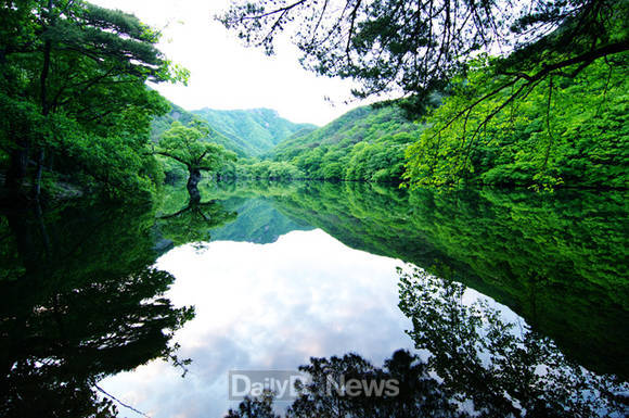 경북 청송 주산지(청송군 제공)