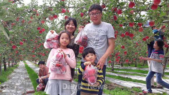 사과따기 체험(문경시 제공)