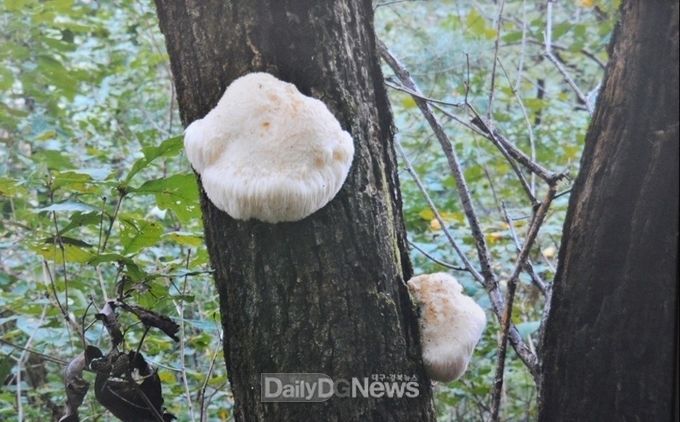 사진제공 국립백두대간수목원, 노루궁뎅이 버섯