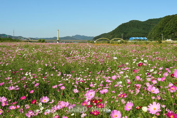 사진제공 고령군