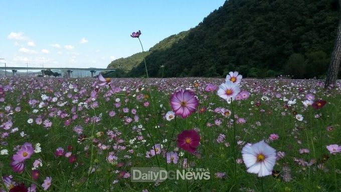 사진제공 고령군