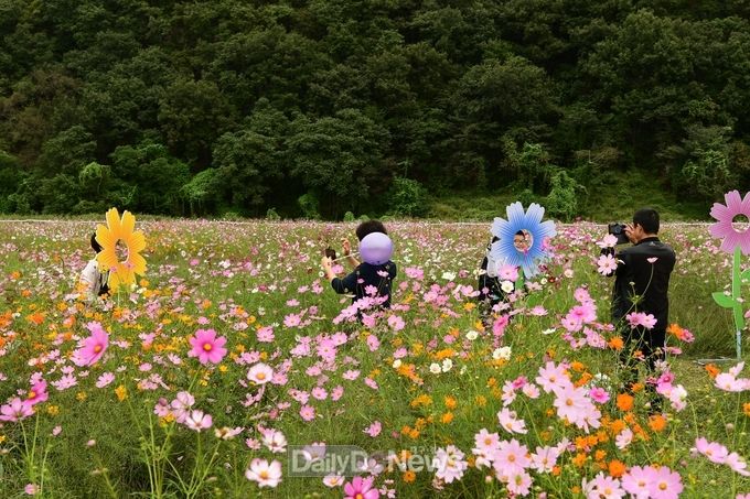 사진제공 고령군