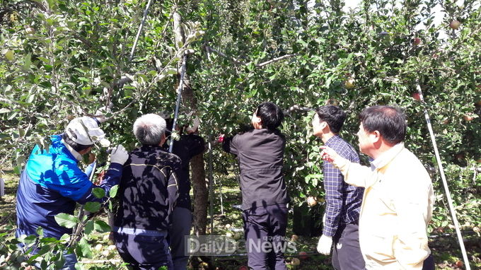문경시청 직원들이 8일 문경시 산북면에서 도복된 사과나무를 바로세우고 있는 장면