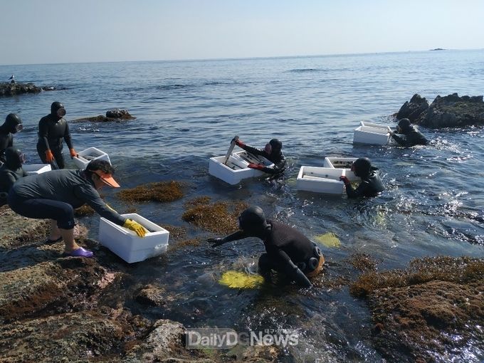 포항시, 전복치패 27만마리 방류 [데일리대구경북뉴스] 포항시, 전복치패 27만마리 방류