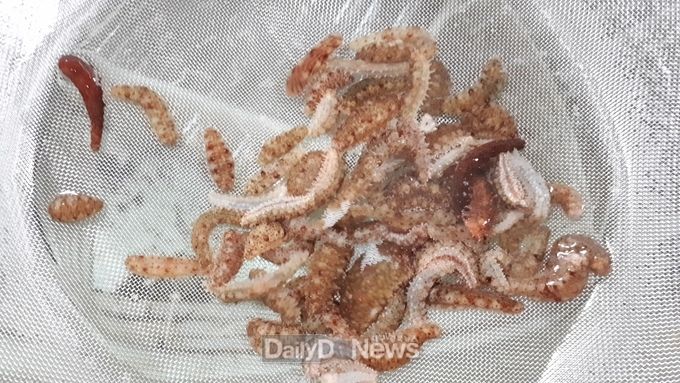 사진제공 울릉군