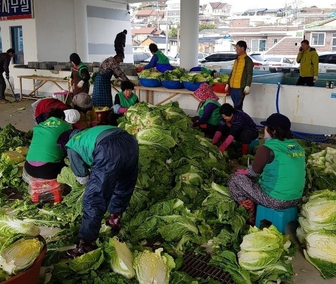 감포읍 새마을 남여원자력 협의회 회원들이 한국원자력환경공단이 지역복지시설에 전달할 배추 절임 작업을 하고 있다