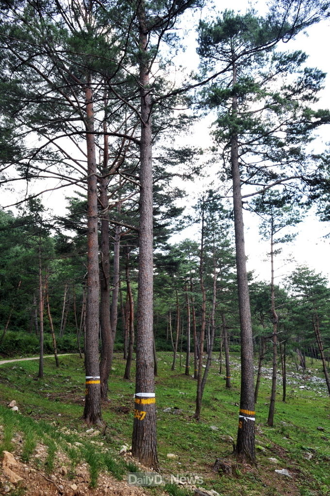 춘양목