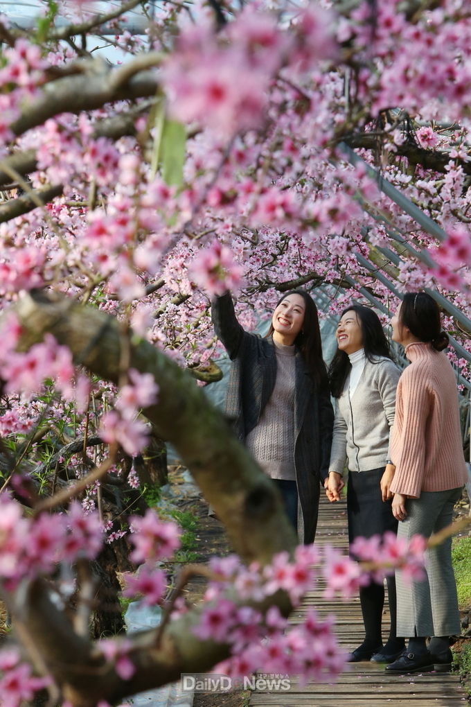 사진제공 청도군