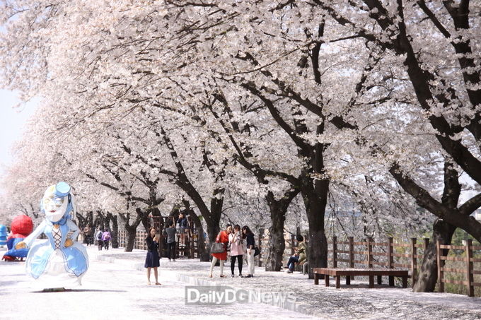 사진제공 경상북도 안동 벚꽃축제