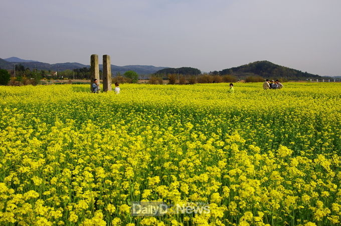 경주 황룡사지 유채꽃