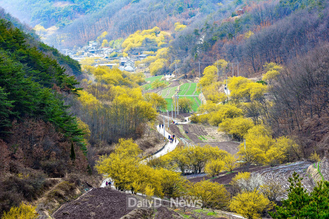 의성 산수유꽃피는마을