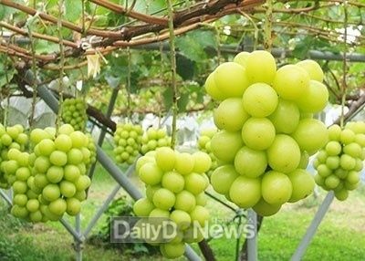 사진제공 경상북도