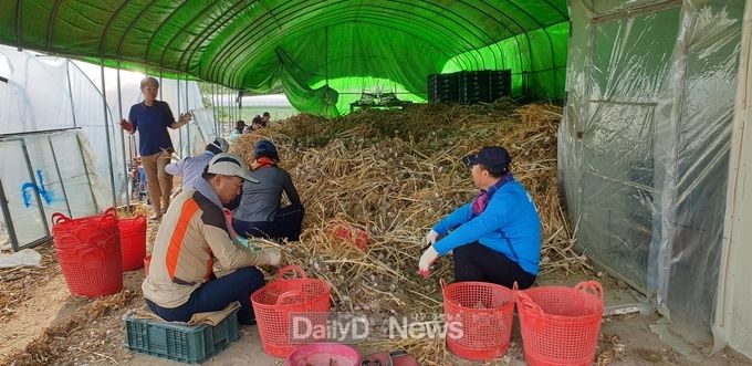 사진제공 고령군