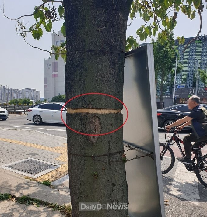 고의로 훼손된 것으로 보이는 태전교 부근 오동나무. (사진=북구청 제공)