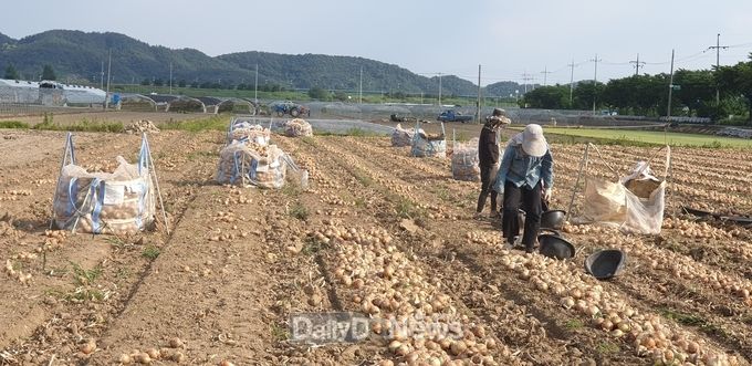 사진제공 고령군