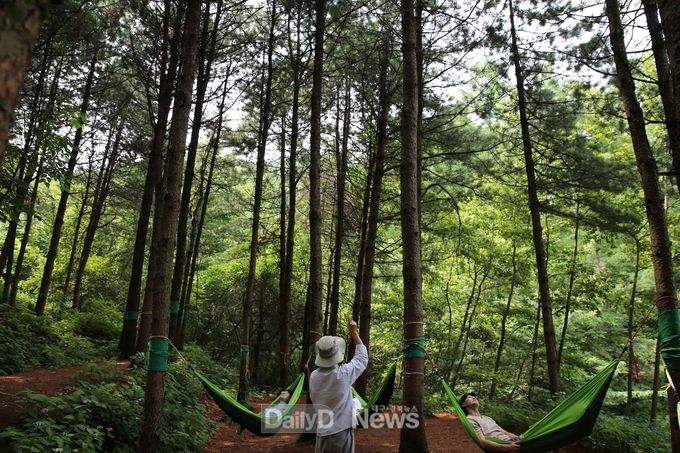 사진제공 산림청 한국산림복지진흥원