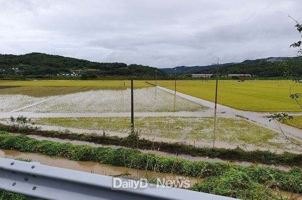 의성군_비안면(벼_침수)