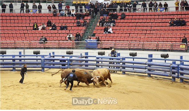 사진제공 청도공영사업공사)2019 청도소싸움 왕중왕전 4강 결정전에서 홍소 “루피” vs 청소 “무진”의 박진감 넘치는 경기를 펼치고 있다.