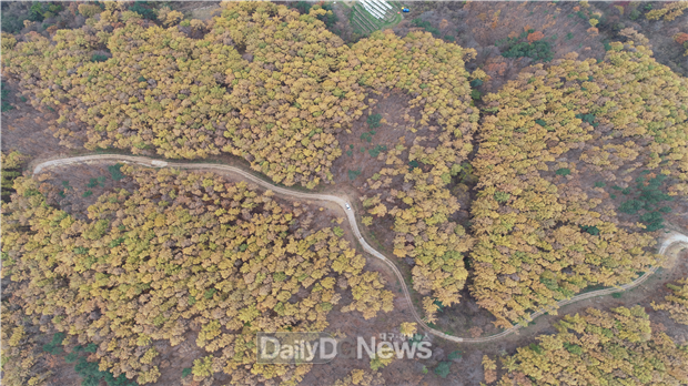 사진제공 영주국유림관리소) 지속가능하게 관리되고 있는 국유림(낙엽송) 전경