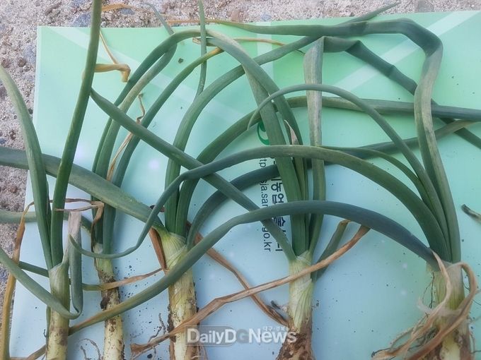 사진제공 상주시 (양파 노균병)