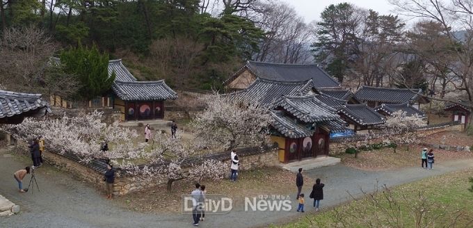 회연서원 매화