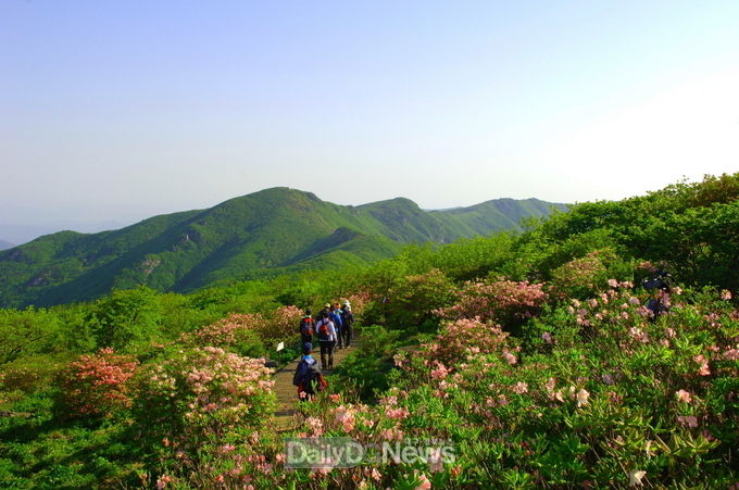 영주시, 국립산림치유원 ‘다스림’에 복원 철쭉 120주 기증