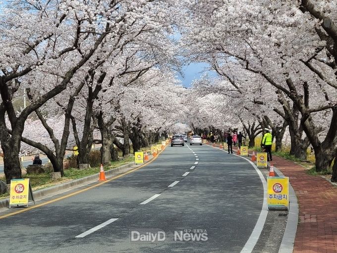 무정차 벚꽃 구경을 할 수 있도록 교통지도 활동