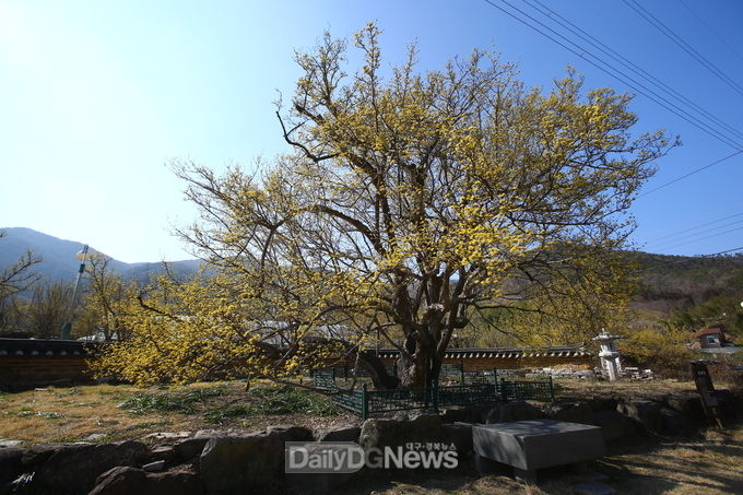 구례군 산수유 시목(始木)
