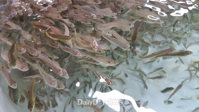 사진제공 경상북도