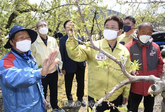 사진제공 경상북도) 이철우 도지사가 4월 23일 오전 안동시 일직면 소재 저온피해 농가를 방문해 현장을 둘러보고 있다.