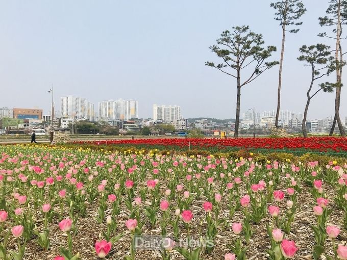 영천시,‘금호강둔치 꽃밭조성 활성화를 위한 설명회’개최