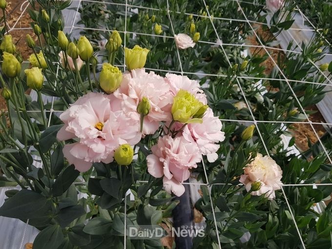 사진제공 상주시