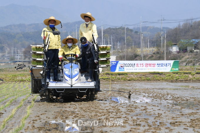 영주시, 8.15 광복쌀 재배단지 첫 모내기 실시