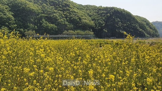사진제공 고령군