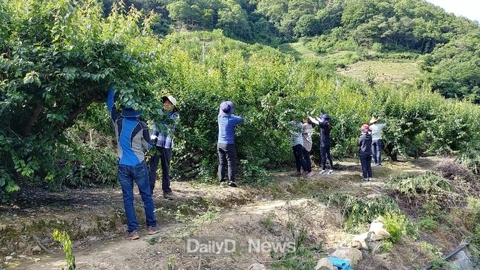 영천시 과수한방과 농촌 일손 돕기(지난해)