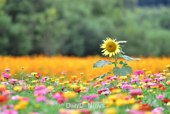  청송군, 전국 최대 규모 백일홍 단지 조성