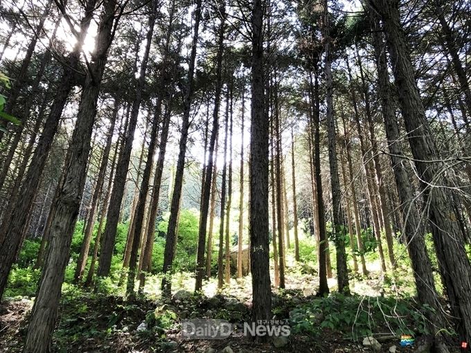 경주 건천편백나무숲