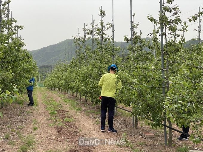 영덕군 도시디자인과, 과수농가 일손 돕기에 나서