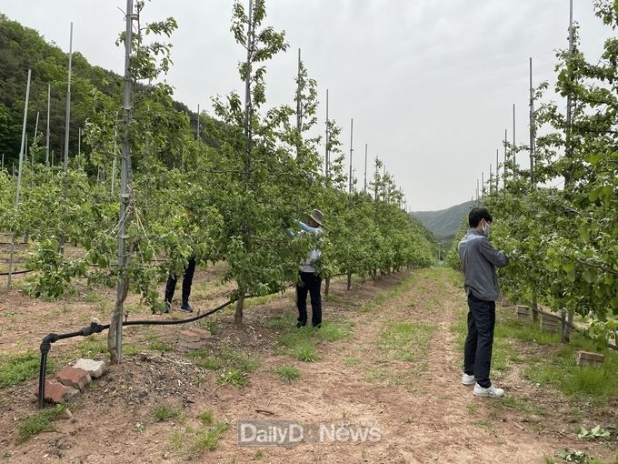 영덕군 도시디자인과, 과수농가 일손 돕기에 나서