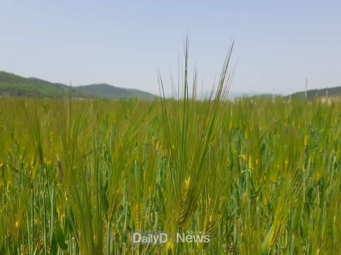 경주시, 신품종 다수확 사료작물 종자 생산 보급체계 구축(사료용 보리)