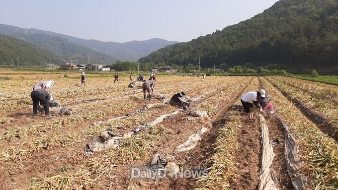 사진제고 고령군